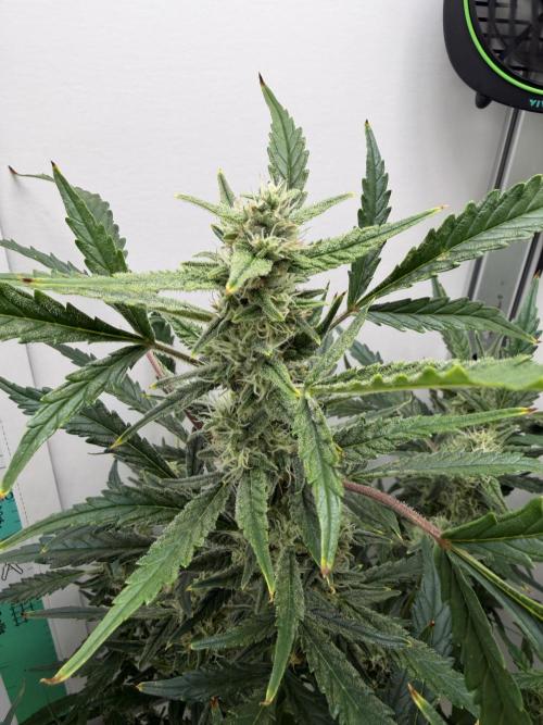 Original Cheese - FB. Week 8