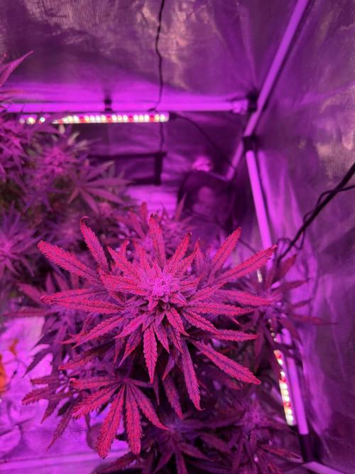 Ganjeeman710