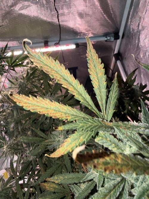Ganjeeman710