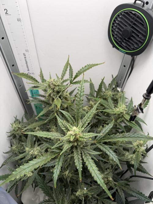 Original Cheese - FB. Week 9
