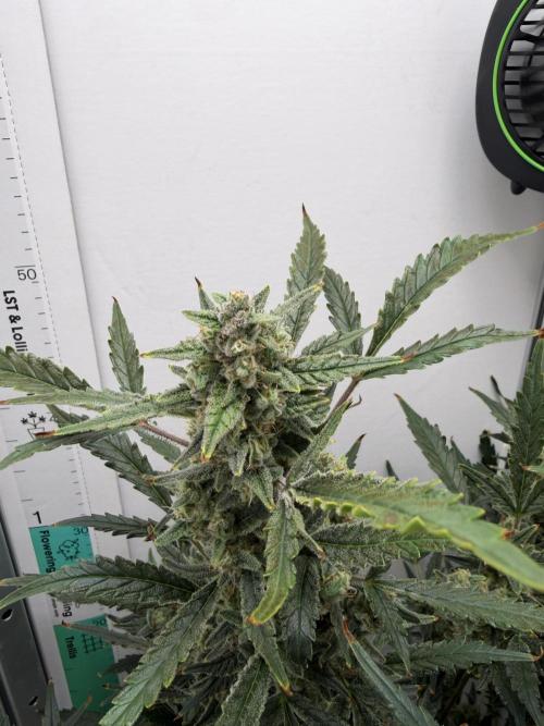 Original Cheese - FB. Week 9