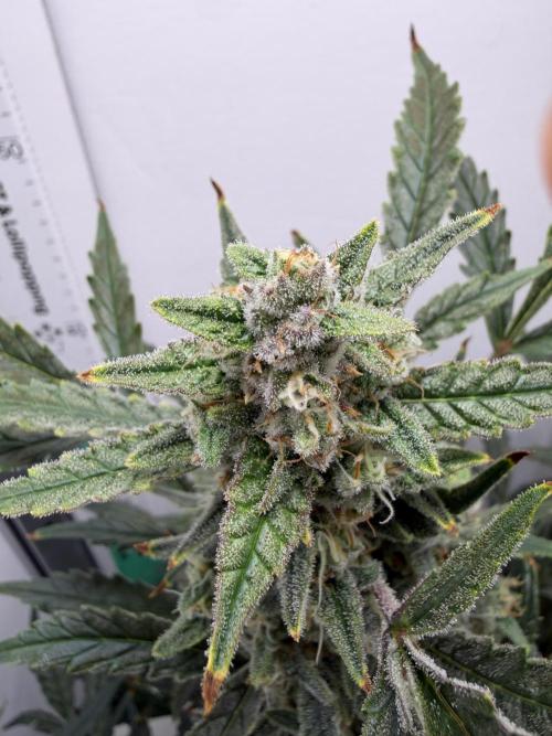 Original Cheese - FB. Week 9