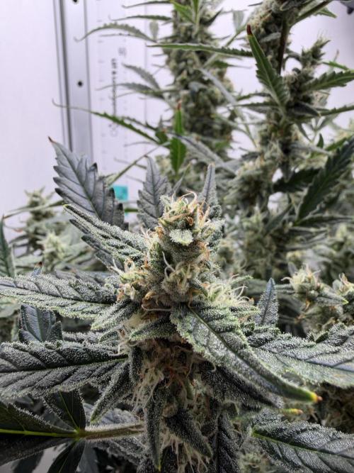 Original Cheese - FB. Week 9