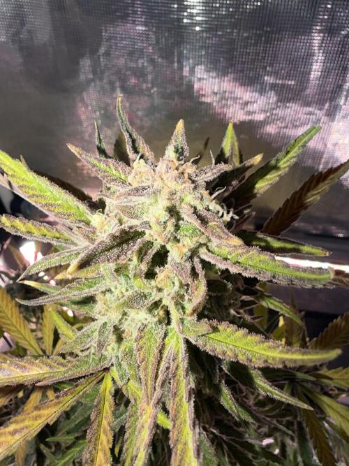 Ganjeeman710