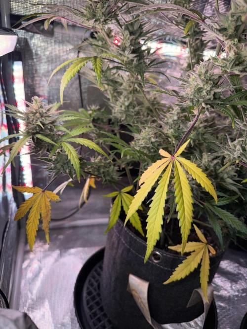 Ganjeeman710
