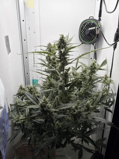 Original Cheese - FB. Week 10