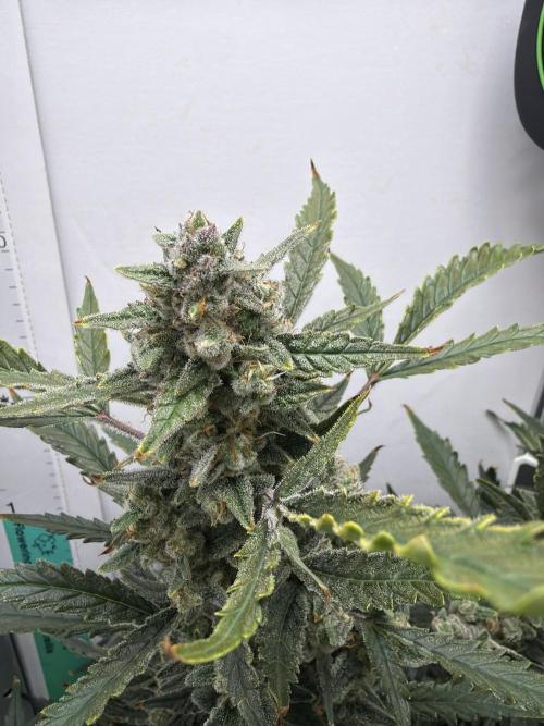 Original Cheese - FB. Week 10