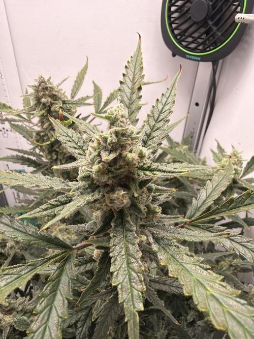 Cheese Auto. Week 10