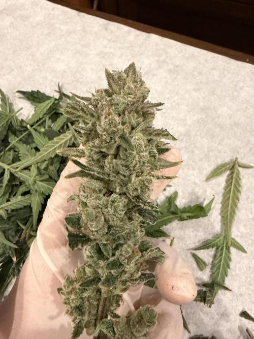 Original Cheese - FB. Week 11
