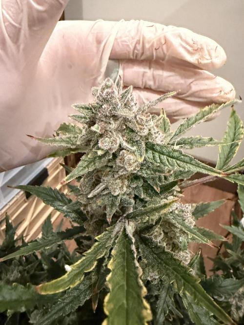 Original Cheese - FB. Week 11