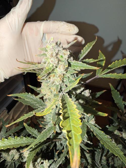 Original Cheese - FB. Week 11
