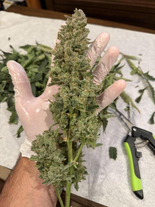 Original Cheese - FB. Week 11