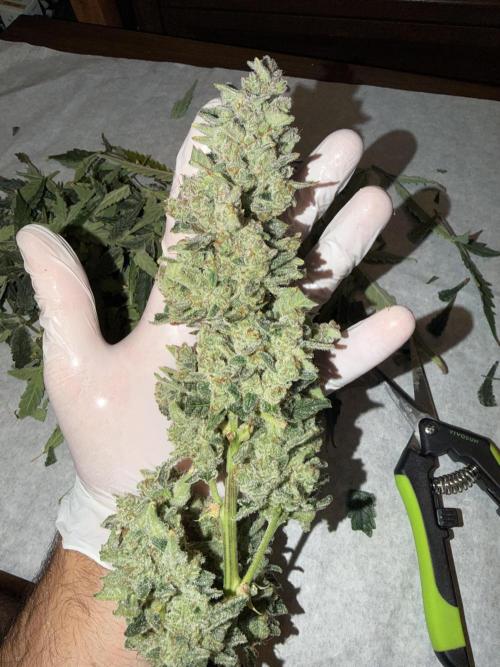 Original Cheese - FB. Week 11