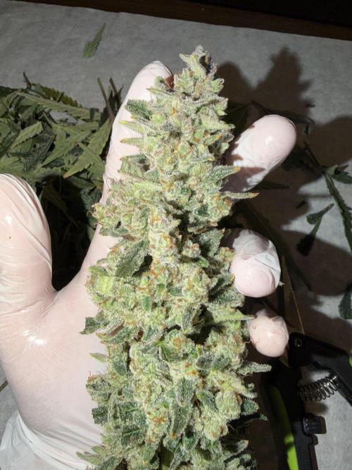 Original Cheese - FB. Week 11