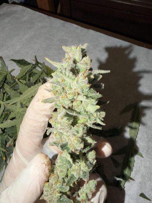 Cheese Auto. Week 11