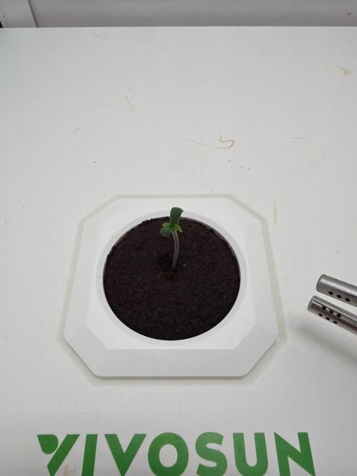Frostbanger Auto. Week 0