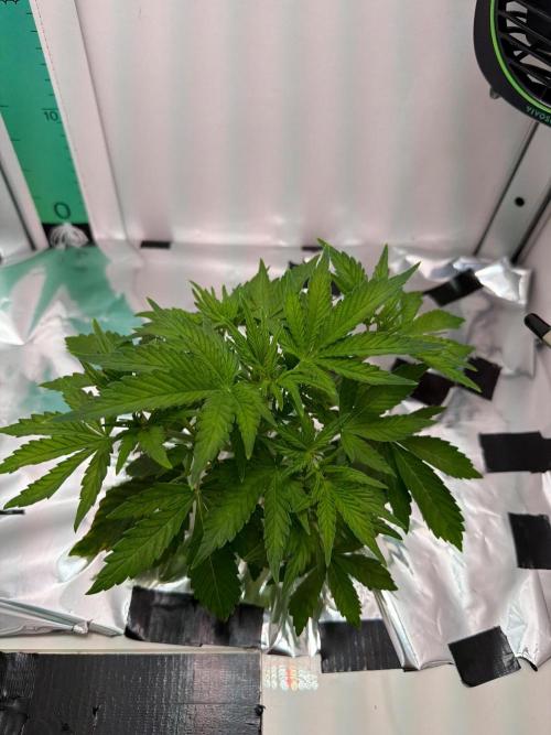 Frostbanger Auto - FB. Week 3