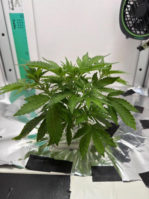 Frostbanger Auto - FB. Week 3