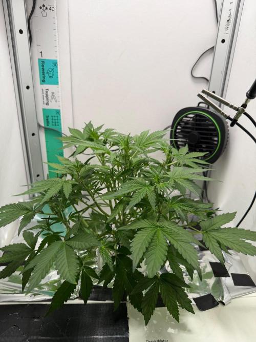 Frostbanger Auto - FB. Week 4