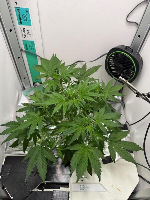 Frostbanger Auto - FB. Week 4