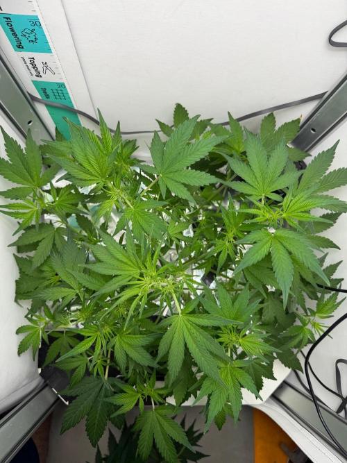 Frostbanger Auto - FB. Week 5