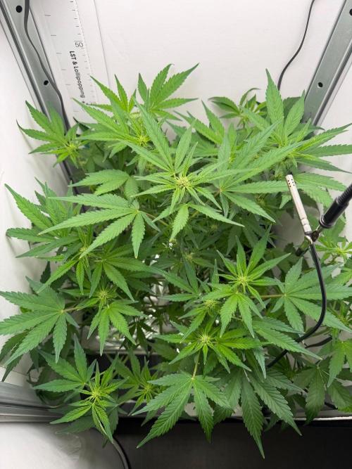 Frostbanger Auto - FB. Week 6