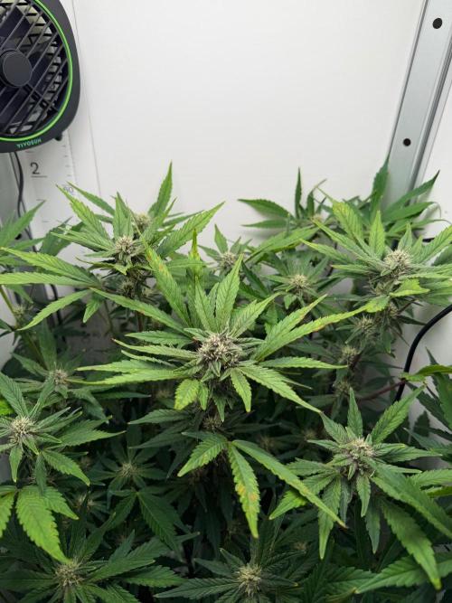 Frostbanger Auto - FB. Week 7