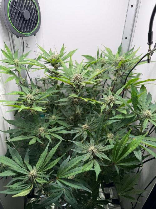 Frostbanger Auto - FB. Week 7