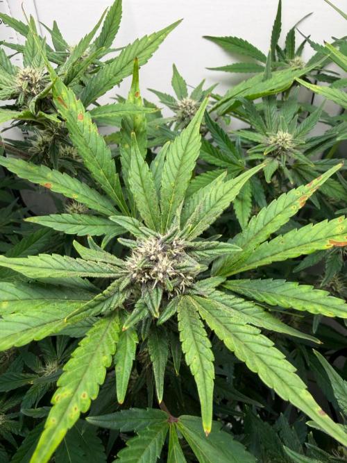 Frostbanger Auto - FB. Week 7