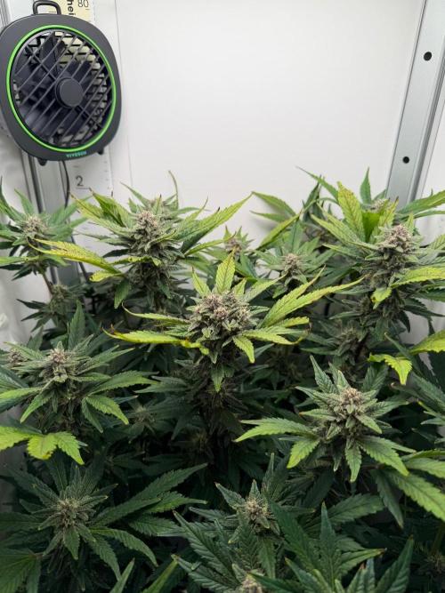 Frostbanger Auto - FB. Week 8