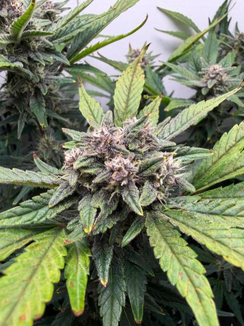 Frostbanger Auto - FB. Week 8
