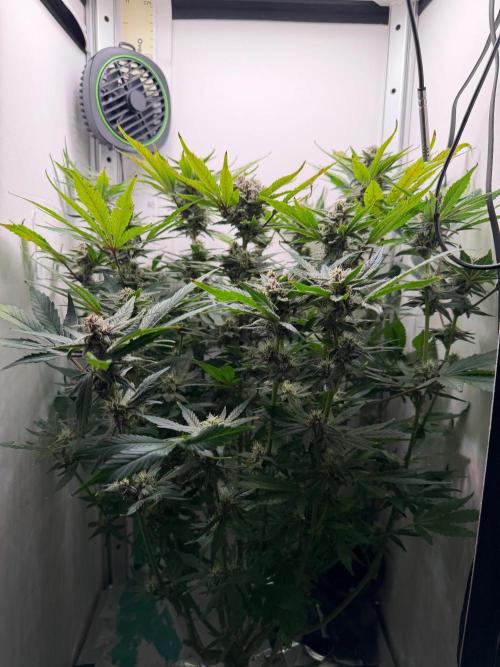 Frostbanger Auto - FB. Week 8