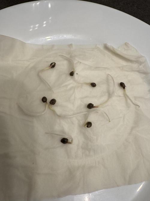 Instagram: Bloomy1212. Week 0 - All seeds germinated with healthy taproots.
9/9 – 100% success