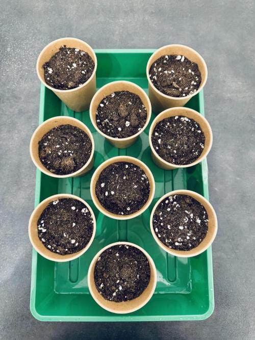 Instagram: Bloomy1212. Week 0 - From paper towel to soil. All seeds transplanted. Waiting for sprouts