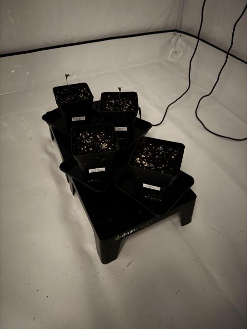 Instagram: Bloomy1212. Week 1 - They've sprouted but are struggling a bit. Fingers crossed they pull through."