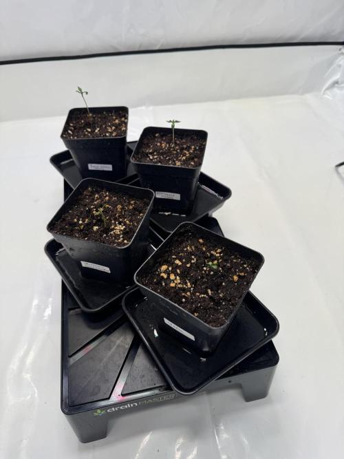 Instagram: Bloomy1212. Week 1 - They've sprouted but are struggling a bit. Fingers crossed they pull through."