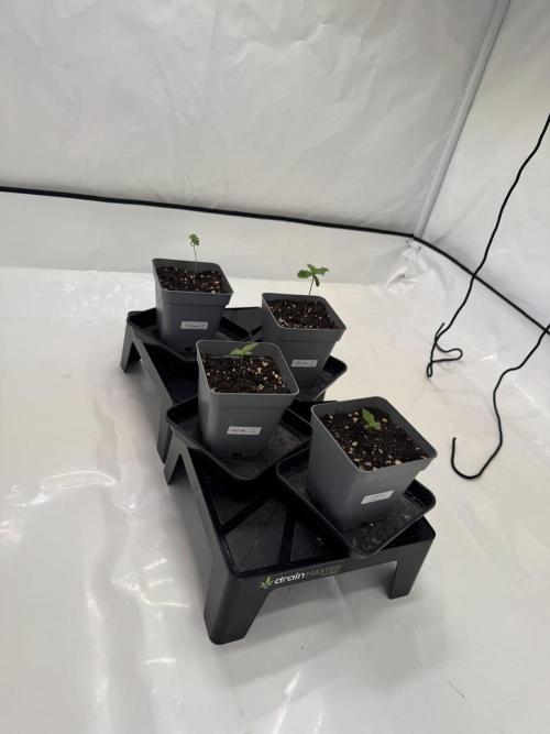 Instagram: Bloomy1212. Week 1 - They've sprouted but are struggling a bit. Fingers crossed they pull through."