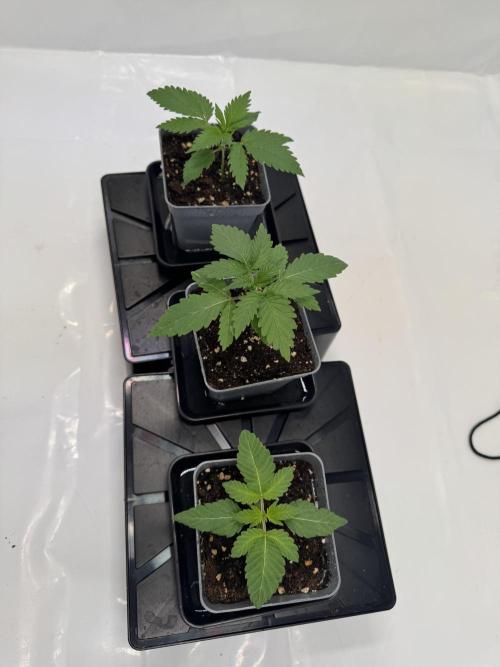 Instagram: Bloomy1212. Week 2 - Gelato grow fast and Looks healthy.