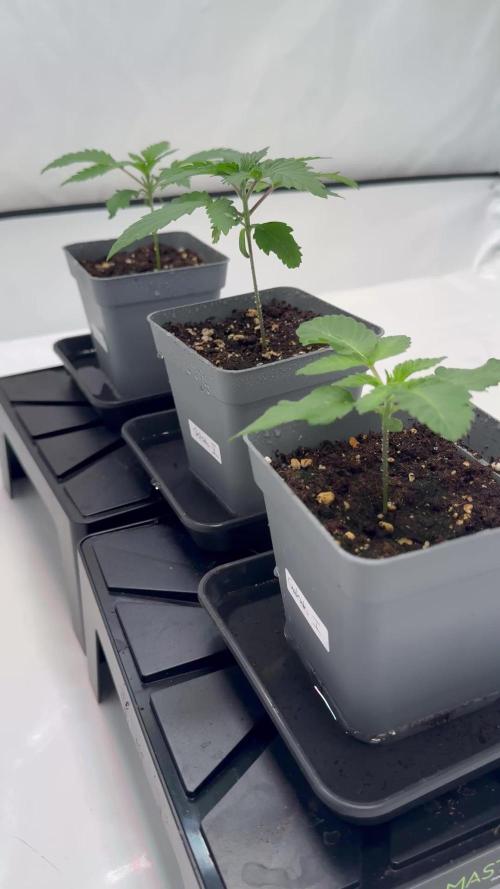 Instagram: Bloomy1212