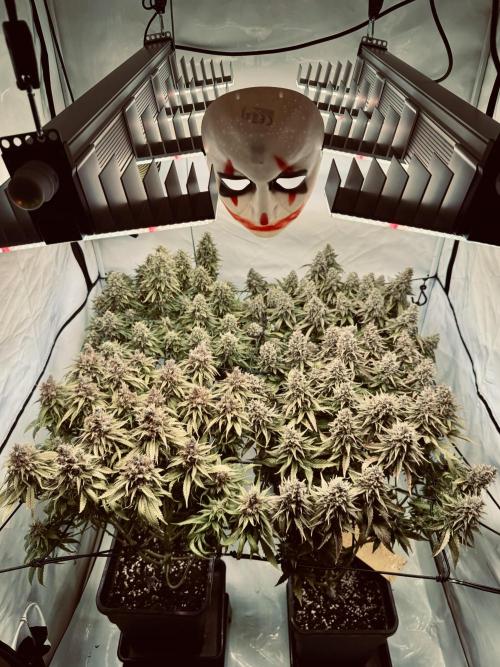 Instagram: Bloomy1212. Week 9 - Only Water Every 2 days