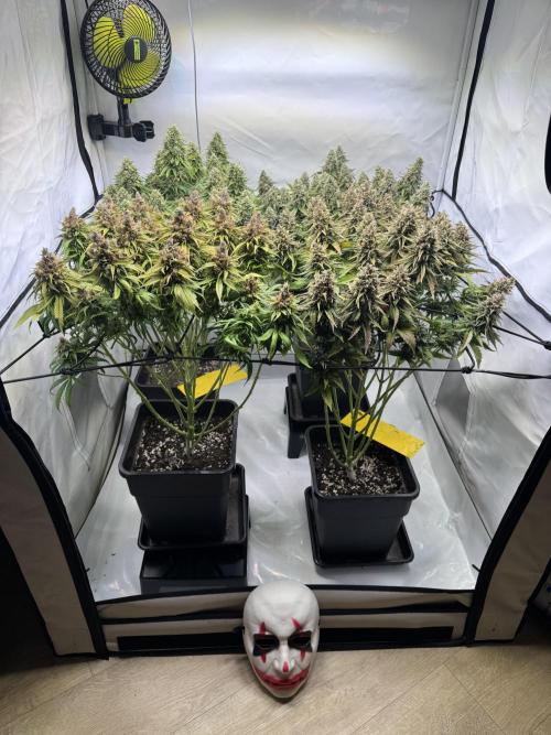 Instagram: Bloomy1212. Week 9 - Only Water Every 2 days