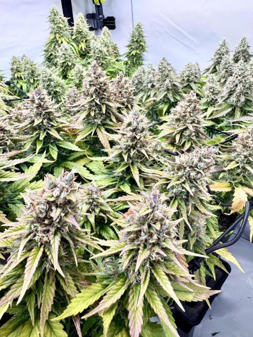 Instagram: Bloomy1212. Week 9 - Only Water Every 2 days