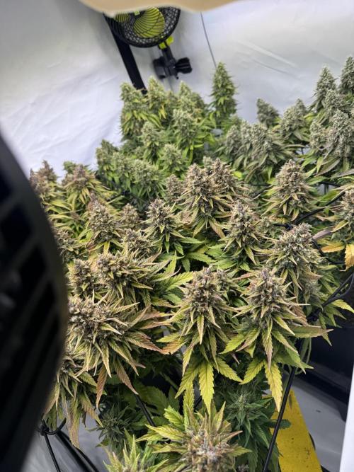 Instagram: Bloomy1212. Week 9 - Only Water Every 2 days