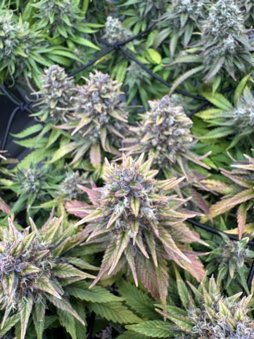 Instagram: Bloomy1212. Week 9 - Only Water Every 2 days