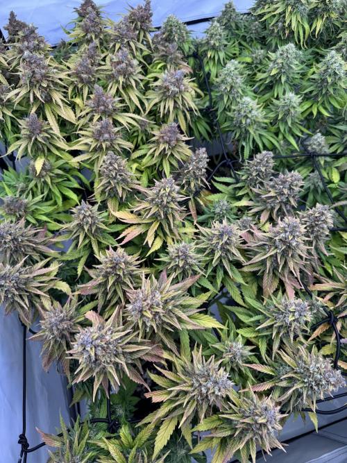 Instagram: Bloomy1212. Week 9 - Only Water Every 2 days