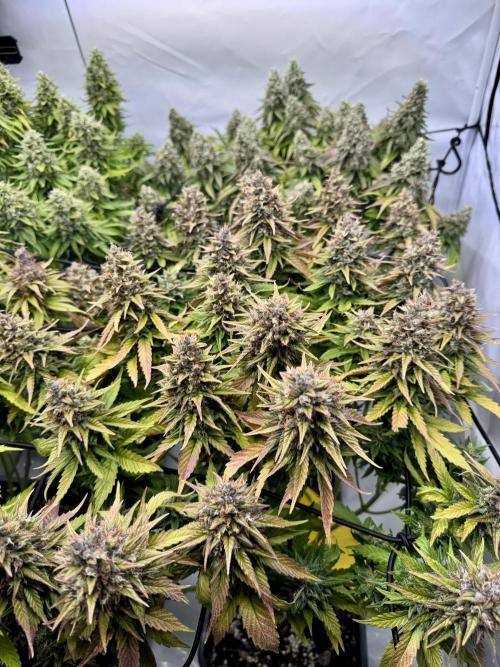 Instagram: Bloomy1212. Week 9 - Only Water Every 2 days