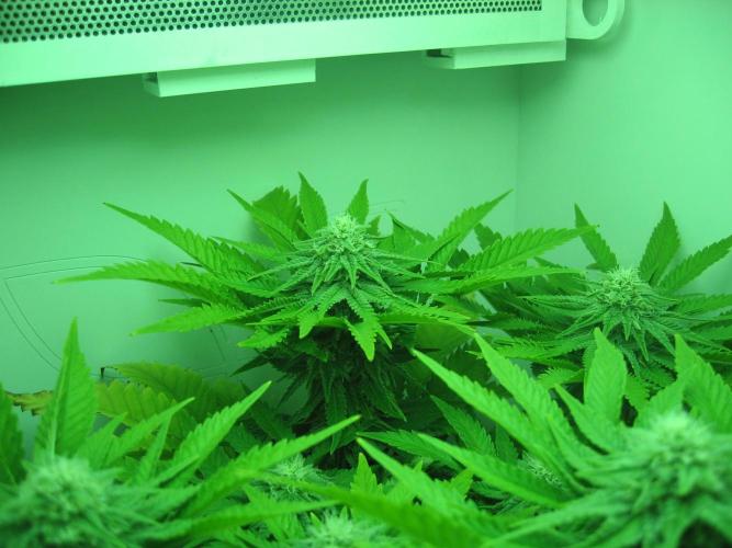 Pineapple Chunk. Week 9