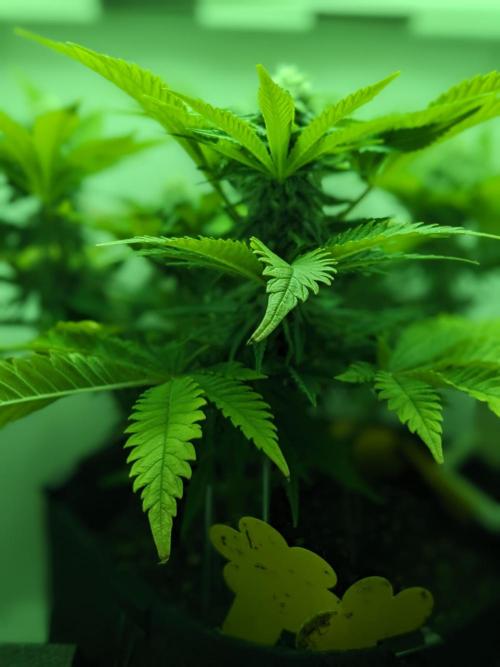 Minigrow Pineapple Chunk. Week 9