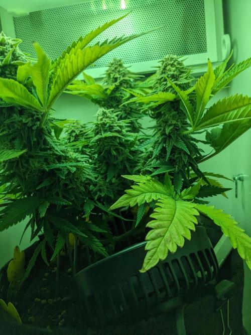 Minigrow Pineapple Chunk. Week 11