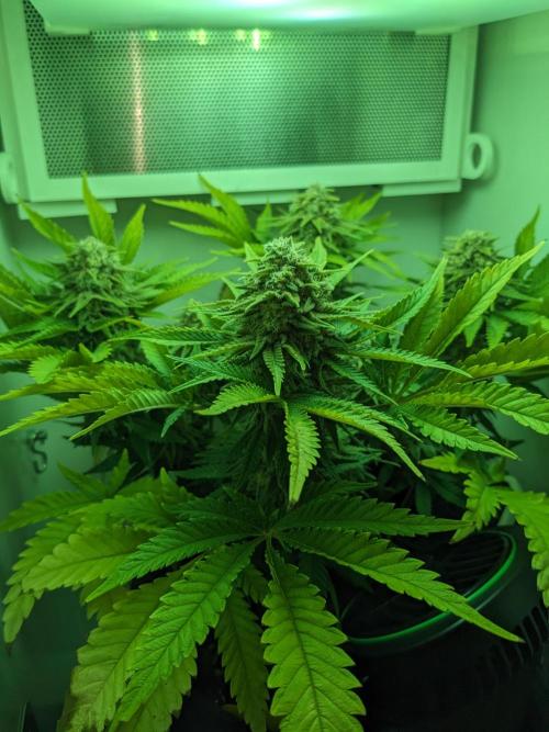 Minigrow Pineapple Chunk. Week 11